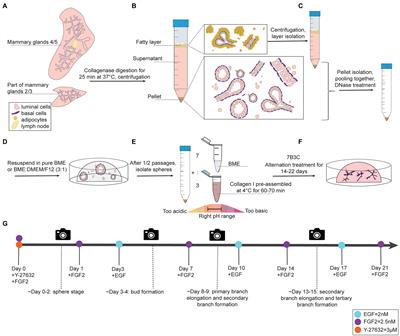 A Mammary Organoid Model to Study Branching Morphogenesis